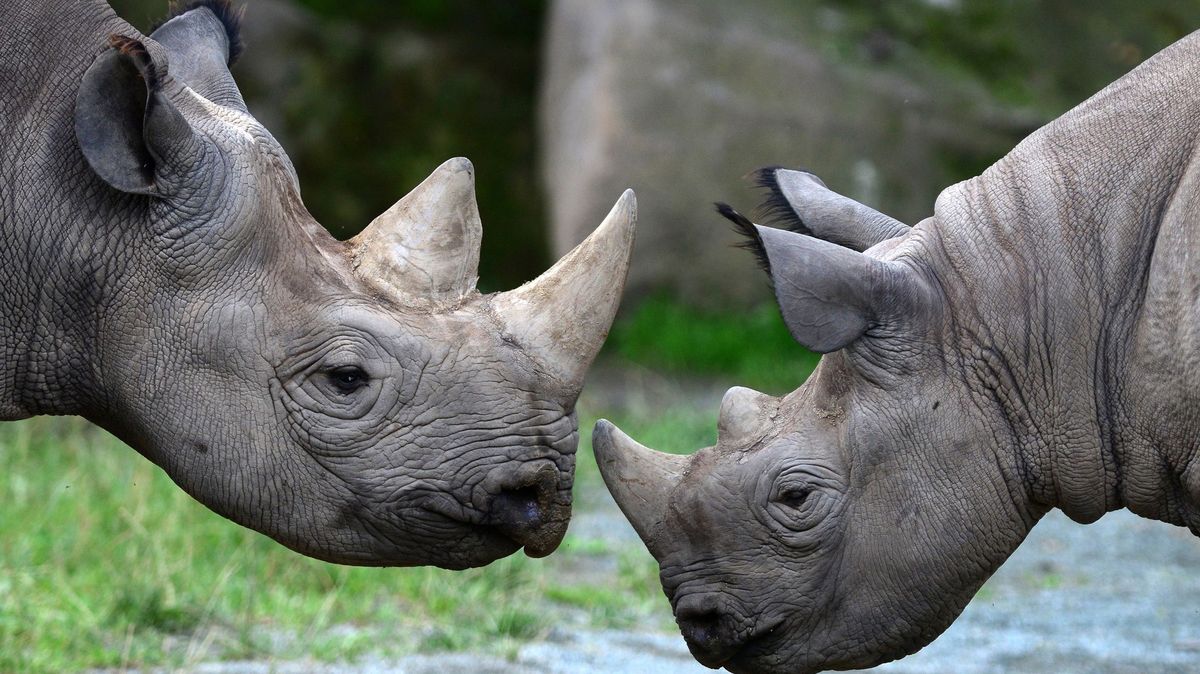 Jak odradit pytláky od zabíjení nosorožců? Radioaktivními rohy